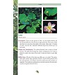 BK480 Pocket Guide to Edible Plants 