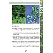 BK480 Pocket Guide to Edible Plants 