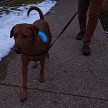 N05462 Nite Ize Nitedog LED Collar Cover 