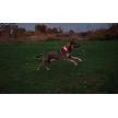 N05462 Nite Ize Nitedog LED Collar Cover 