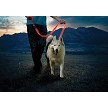 N05463 Nite Ize Nitedog Rechargeable Leash 