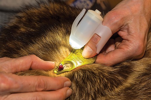 TipSee Light TickSee Tick Removal Kit - TSKT 